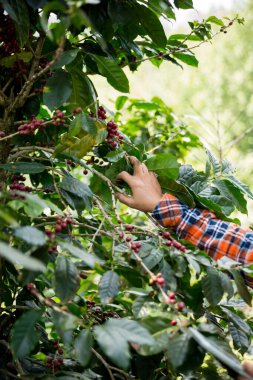 Çiftçi konsepti hasadı el hasadı kahve tohumu robusta arabica üzümü taze yeşil yaprak fasulyesi toplanıyor turuncu ekin sarısı böğürtlen toplanıyor ham bitki ağacı yetiştirme arka planı bulanık organik bahçe