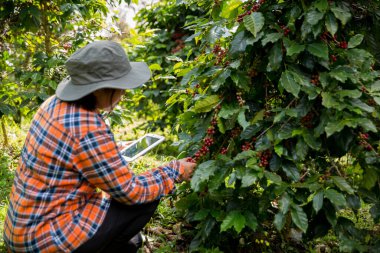 Çiftçi konsepti hasadı el hasadı kahve tohumu robusta arabica üzümü taze yeşil yaprak fasulyesi toplanıyor turuncu ekin sarısı böğürtlen toplanıyor ham bitki ağacı yetiştirme arka planı bulanık organik bahçe