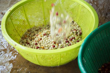 Akıllı çiftçilik teknikleri, kızartma makineleri kahve, güneş ışığı, güneş ışığı, güneş ışığı, tarım, çiftçi kavramını destekliyor.