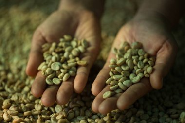 Akıllı çiftçi tekniklerini kapatın kahve makineleri kızartma aletleri kuru güneş ışınları güneş ışığı güneş ışığı taze bahçe tarımı çiftçi kavramı çiftliği arka planını bulanıklaştırıyor