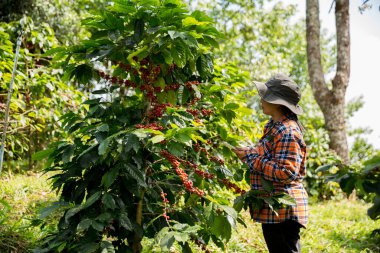 Çiftçi konsepti hasadı el hasadı kahve tohumu robusta arabica üzümü taze yeşil yaprak fasulyesi toplanıyor turuncu ekin sarısı böğürtlen toplanıyor ham bitki ağacı yetiştirme arka planı bulanık organik bahçe