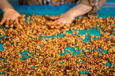 Akıllı çiftçi tekniklerini kapatın kahve makineleri kızartma aletleri kuru güneş ışınları güneş ışığı güneş ışığı taze bahçe tarımı çiftçi kavramı çiftliği arka planını bulanıklaştırıyor