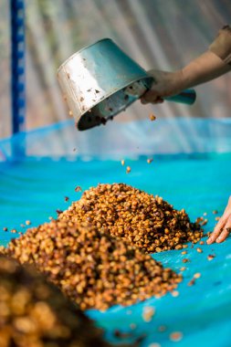 Akıllı çiftçi tekniklerini kapatın kahve makineleri kızartma aletleri kuru güneş ışınları güneş ışığı güneş ışığı taze bahçe tarımı çiftçi kavramı çiftliği arka planını bulanıklaştırıyor