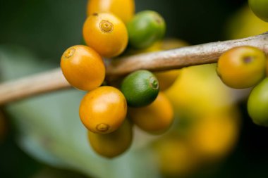 Çiftçi konsepti meyveli kahve tohumu robusta arabica üzümü. Taze yeşil yapraklı fasulye. Turuncu ekin sarı böğürtlen.