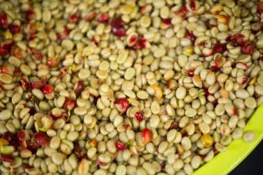 Akıllı çiftçilik teknikleri, kızartma makineleri kahve, güneş ışığı, güneş ışığı, güneş ışığı, tarım, çiftçi kavramını destekliyor.