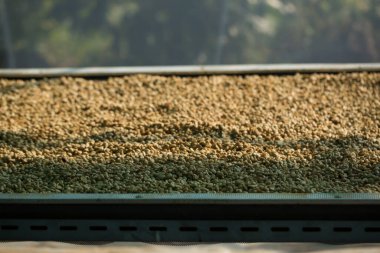 Akıllı çiftçilik teknikleri, kızartma makineleri kahve, güneş ışığı, güneş ışığı, güneş ışığı, tarım, çiftçi kavramını destekliyor.