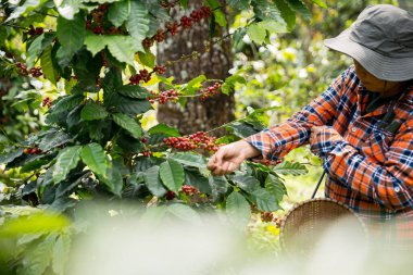 Çiftçi konsepti hasadı el hasadı kahve tohumu robusta arabica üzümü taze yeşil yaprak fasulyesi toplanıyor turuncu ekin sarısı böğürtlen toplanıyor ham bitki ağacı yetiştirme arka planı bulanık organik bahçe