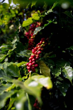 Çiftçi konsepti olgunlaşmış kahve tohumu robusta arabica üzümü. Taze yeşil yapraklı fasulye. Turuncu ekin sarı böğürtlen.