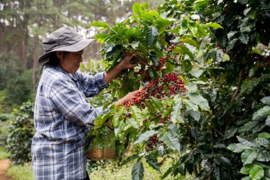 Çiftçi konsepti. Olgun kahve tohumu. Robusta arabica üzümü. Taze yeşil yaprak çekirdeği.