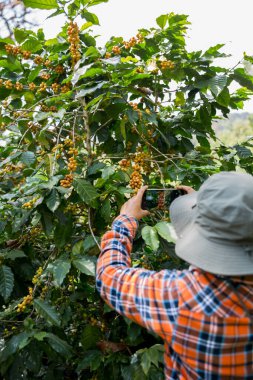 Çiftçi konsepti hasadı el hasadı kahve tohumu robusta arabica üzümü taze yeşil yaprak fasulyesi toplanıyor turuncu ekin sarısı böğürtlen toplanıyor ham bitki ağacı yetiştirme arka planı bulanık organik bahçe