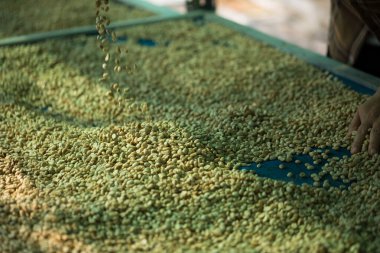 Akıllı çiftçi tekniklerini kapatın kahve makineleri kızartma aletleri kuru güneş ışınları güneş ışığı güneş ışığı taze bahçe tarımı çiftçi kavramı çiftliği arka planını bulanıklaştırıyor