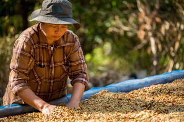 Akıllı çiftçi tekniklerini kapatın kahve makineleri kızartma aletleri kuru güneş ışınları güneş ışığı güneş ışığı taze bahçe tarımı çiftçi kavramı çiftliği arka planını bulanıklaştırıyor