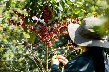 Çiftçi konsepti hasadı el hasadı kahve tohumu robusta arabica üzümü taze yeşil yaprak fasulyesi toplanıyor turuncu ekin sarısı böğürtlen toplanıyor ham bitki ağacı yetiştirme arka planı bulanık organik bahçe