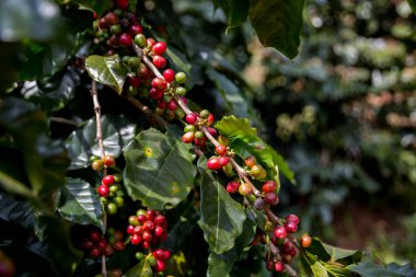 Çiftçi konsepti olgunlaşmış kahve tohumu robusta arabica üzümü. Taze yeşil yapraklı fasulye. Turuncu ekin sarı böğürtlen.