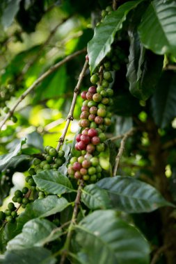Çiftçi konsepti meyveli kahve tohumu robusta arabica üzümü. Taze yeşil yapraklı fasulye. Turuncu ekin sarı böğürtlen.
