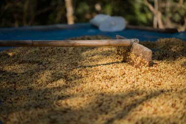 Akıllı çiftçilik teknikleri, kızartma makineleri kahve, güneş ışığı, güneş ışığı, güneş ışığı, tarım, çiftçi kavramını destekliyor.