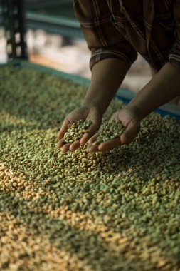 Akıllı çiftçi tekniklerini kapatın kahve makineleri kızartma aletleri kuru güneş ışınları güneş ışığı güneş ışığı taze bahçe tarımı çiftçi kavramı çiftliği arka planını bulanıklaştırıyor