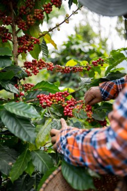 Çiftçi konsepti hasadı el hasadı kahve tohumu robusta arabica üzümü taze yeşil yaprak fasulyesi toplanıyor turuncu ekin sarısı böğürtlen toplanıyor ham bitki ağacı yetiştirme arka planı bulanık organik bahçe