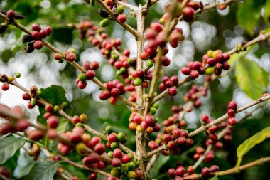 Çiftçi konsepti meyveli kahve tohumu robusta arabica üzümü. Taze yeşil yapraklı fasulye. Turuncu ekin sarı böğürtlen.