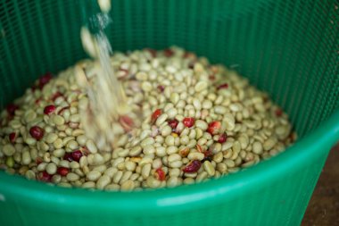 Akıllı çiftçilik teknikleri, kızartma makineleri kahve, güneş ışığı, güneş ışığı, güneş ışığı, tarım, çiftçi kavramını destekliyor.