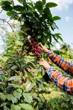Çiftçi konsepti hasadı el hasadı kahve tohumu robusta arabica üzümü taze yeşil yaprak fasulyesi toplanıyor turuncu ekin sarısı böğürtlen toplanıyor ham bitki ağacı yetiştirme arka planı bulanık organik bahçe