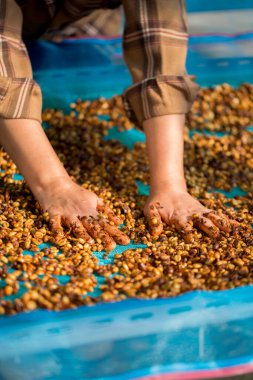 Akıllı çiftçi tekniklerini kapatın kahve makineleri kızartma aletleri kuru güneş ışınları güneş ışığı güneş ışığı taze bahçe tarımı çiftçi kavramı çiftliği arka planını bulanıklaştırıyor