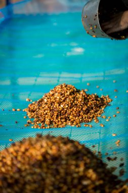 Akıllı çiftçilik teknikleri, kızartma makineleri kahve, güneş ışığı, güneş ışığı, güneş ışığı, tarım, çiftçi kavramını destekliyor.