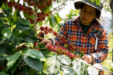 Çiftçi konsepti hasadı el hasadı kahve tohumu robusta arabica üzümü taze yeşil yaprak fasulyesi toplanıyor turuncu ekin sarısı böğürtlen toplanıyor ham bitki ağacı yetiştirme arka planı bulanık organik bahçe