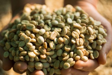 Akıllı çiftçi tekniklerini kapatın kahve makineleri kızartma aletleri kuru güneş ışınları güneş ışığı güneş ışığı taze bahçe tarımı çiftçi kavramı çiftliği arka planını bulanıklaştırıyor