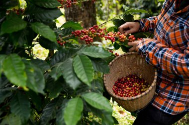Çiftçi konsepti hasadı el hasadı kahve tohumu robusta arabica üzümü taze yeşil yaprak fasulyesi toplanıyor turuncu ekin sarısı böğürtlen toplanıyor ham bitki ağacı yetiştirme arka planı bulanık organik bahçe