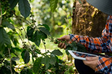 Çiftçi konsepti hasadı el hasadı kahve tohumu robusta arabica üzümü taze yeşil yaprak fasulyesi toplanıyor turuncu ekin sarısı böğürtlen toplanıyor ham bitki ağacı yetiştirme arka planı bulanık organik bahçe