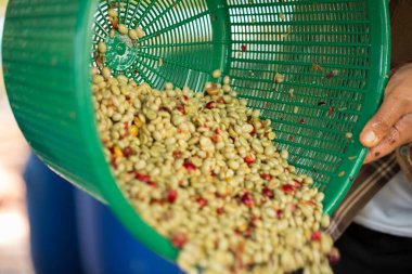 Akıllı çiftçi tekniklerini kapatın kahve makineleri kızartma aletleri kuru güneş ışınları güneş ışığı güneş ışığı taze bahçe tarımı çiftçi kavramı çiftliği arka planını bulanıklaştırıyor