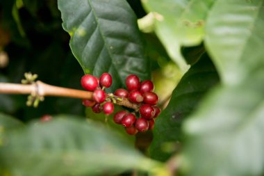 Çiftçi konsepti meyveli kahve tohumu robusta arabica üzümü. Taze yeşil yapraklı fasulye. Turuncu ekin sarı böğürtlen.