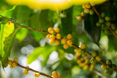 Çiftçi konsepti meyveli kahve tohumu robusta arabica üzümü. Taze yeşil yapraklı fasulye. Turuncu ekin sarı böğürtlen.