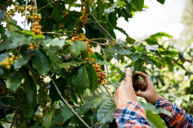 Çiftçi konsepti hasadı el hasadı kahve tohumu robusta arabica üzümü taze yeşil yaprak fasulyesi toplanıyor turuncu ekin sarısı böğürtlen toplanıyor ham bitki ağacı yetiştirme arka planı bulanık organik bahçe