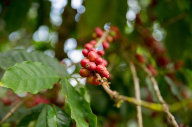 Çiftçi konsepti meyveli kahve tohumu robusta arabica üzümü. Taze yeşil yapraklı fasulye. Turuncu ekin sarı böğürtlen.