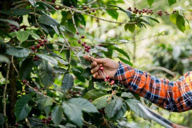 Çiftçi konsepti hasadı el hasadı kahve tohumu robusta arabica üzümü taze yeşil yaprak fasulyesi toplanıyor turuncu ekin sarısı böğürtlen toplanıyor ham bitki ağacı yetiştirme arka planı bulanık organik bahçe
