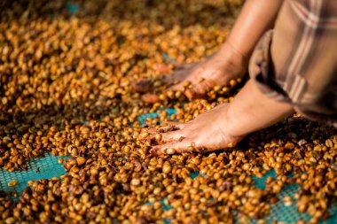 Akıllı çiftçi tekniklerini kapatın kahve makineleri kızartma aletleri kuru güneş ışınları güneş ışığı güneş ışığı taze bahçe tarımı çiftçi kavramı çiftliği arka planını bulanıklaştırıyor