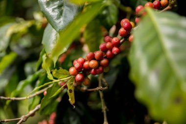 Çiftçi konsepti meyveli kahve tohumu robusta arabica üzümü. Taze yeşil yapraklı fasulye. Turuncu ekin sarı böğürtlen.