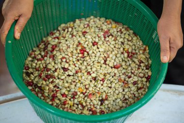 Akıllı çiftçi tekniklerini kapatın kahve makineleri kızartma aletleri kuru güneş ışınları güneş ışığı güneş ışığı taze bahçe tarımı çiftçi kavramı çiftliği arka planını bulanıklaştırıyor