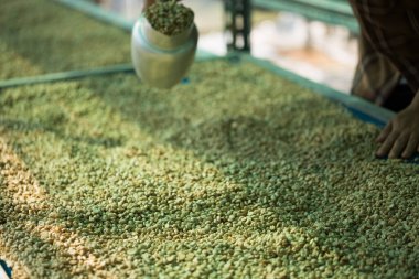 Akıllı çiftçi tekniklerini kapatın kahve makineleri kızartma aletleri kuru güneş ışınları güneş ışığı güneş ışığı taze bahçe tarımı çiftçi kavramı çiftliği arka planını bulanıklaştırıyor