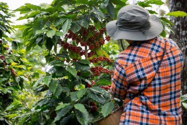 Çiftçi konsepti hasadı el hasadı kahve tohumu robusta arabica üzümü taze yeşil yaprak fasulyesi toplanıyor turuncu ekin sarısı böğürtlen toplanıyor ham bitki ağacı yetiştirme arka planı bulanık organik bahçe