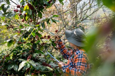 Çiftçi konsepti hasadı el hasadı kahve tohumu robusta arabica üzümü taze yeşil yaprak fasulyesi toplanıyor turuncu ekin sarısı böğürtlen toplanıyor ham bitki ağacı yetiştirme arka planı bulanık organik bahçe