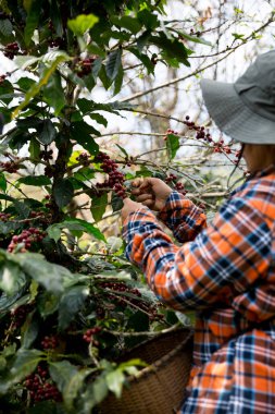 Çiftçi konsepti hasadı el hasadı kahve tohumu robusta arabica üzümü taze yeşil yaprak fasulyesi toplanıyor turuncu ekin sarısı böğürtlen toplanıyor ham bitki ağacı yetiştirme arka planı bulanık organik bahçe