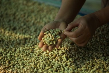 Akıllı çiftçi tekniklerini kapatın kahve makineleri kızartma aletleri kuru güneş ışınları güneş ışığı güneş ışığı taze bahçe tarımı çiftçi kavramı çiftliği arka planını bulanıklaştırıyor