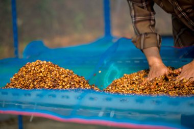 Akıllı çiftçi tekniklerini kapatın kahve makineleri kızartma aletleri kuru güneş ışınları güneş ışığı güneş ışığı taze bahçe tarımı çiftçi kavramı çiftliği arka planını bulanıklaştırıyor