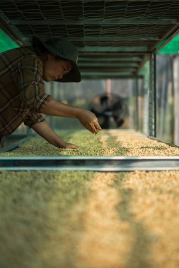 Akıllı çiftçi tekniklerini kapatın kahve makineleri kızartma aletleri kuru güneş ışınları güneş ışığı güneş ışığı taze bahçe tarımı çiftçi kavramı çiftliği arka planını bulanıklaştırıyor