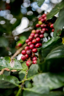 Çiftçi konsepti meyveli kahve tohumu robusta arabica üzümü. Taze yeşil yapraklı fasulye. Turuncu ekin sarı böğürtlen.