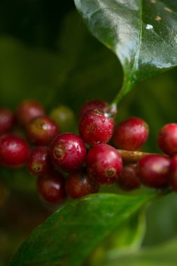 Çiftçi konsepti meyveli kahve tohumu robusta arabica üzümü. Taze yeşil yapraklı fasulye. Turuncu ekin sarı böğürtlen.