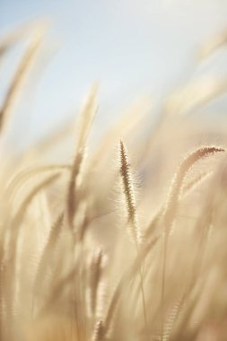 Yumuşak arka plandaki çimen tohumu başı rüya gibi sabah ışığında sığ alan ve fotokopi alanı derinliği, refah, sonbahar, sakin tasarım ve farkındalık markalaşması için doğal minimum arka plan.